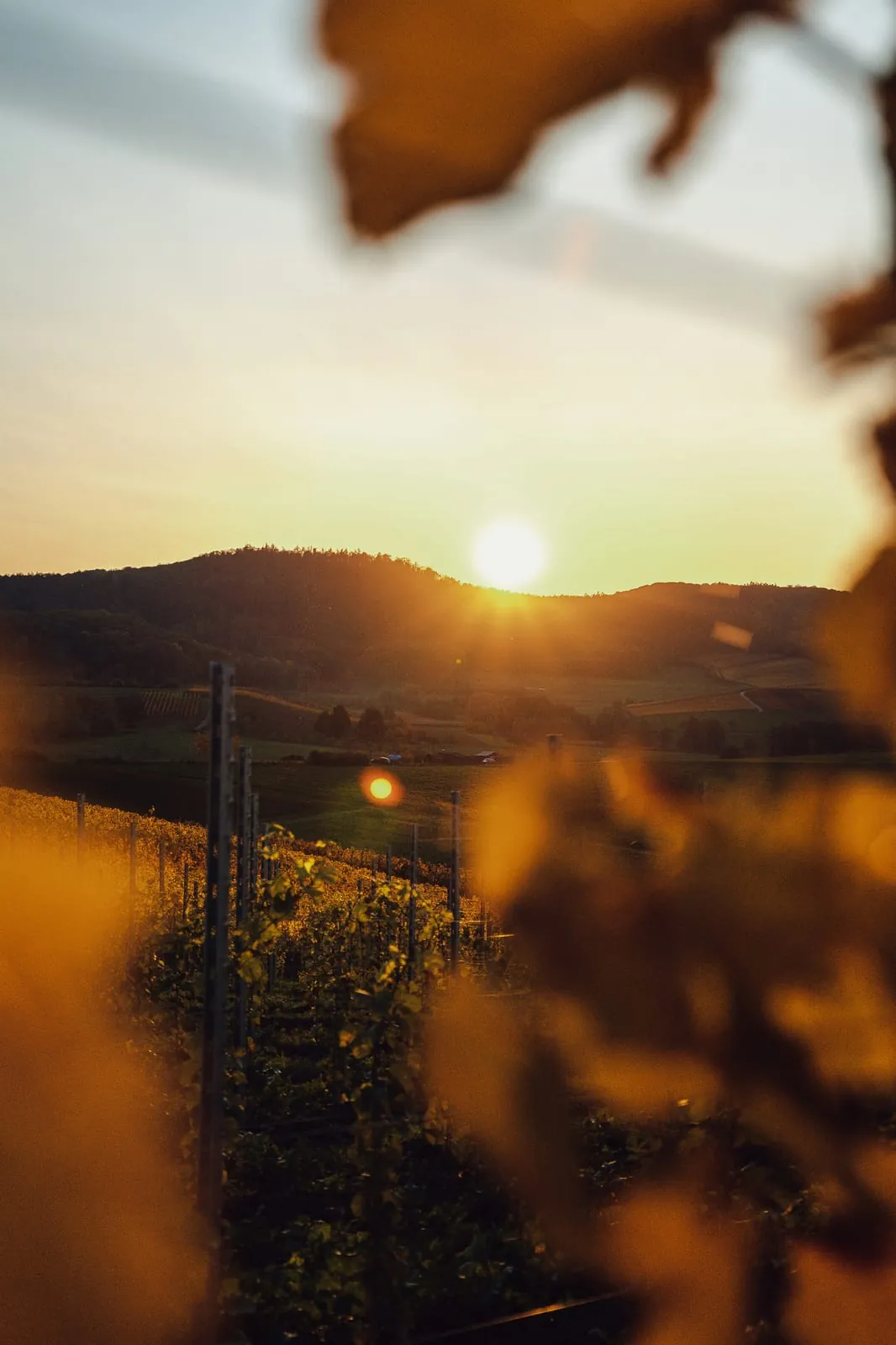 Viñedo al atardecer