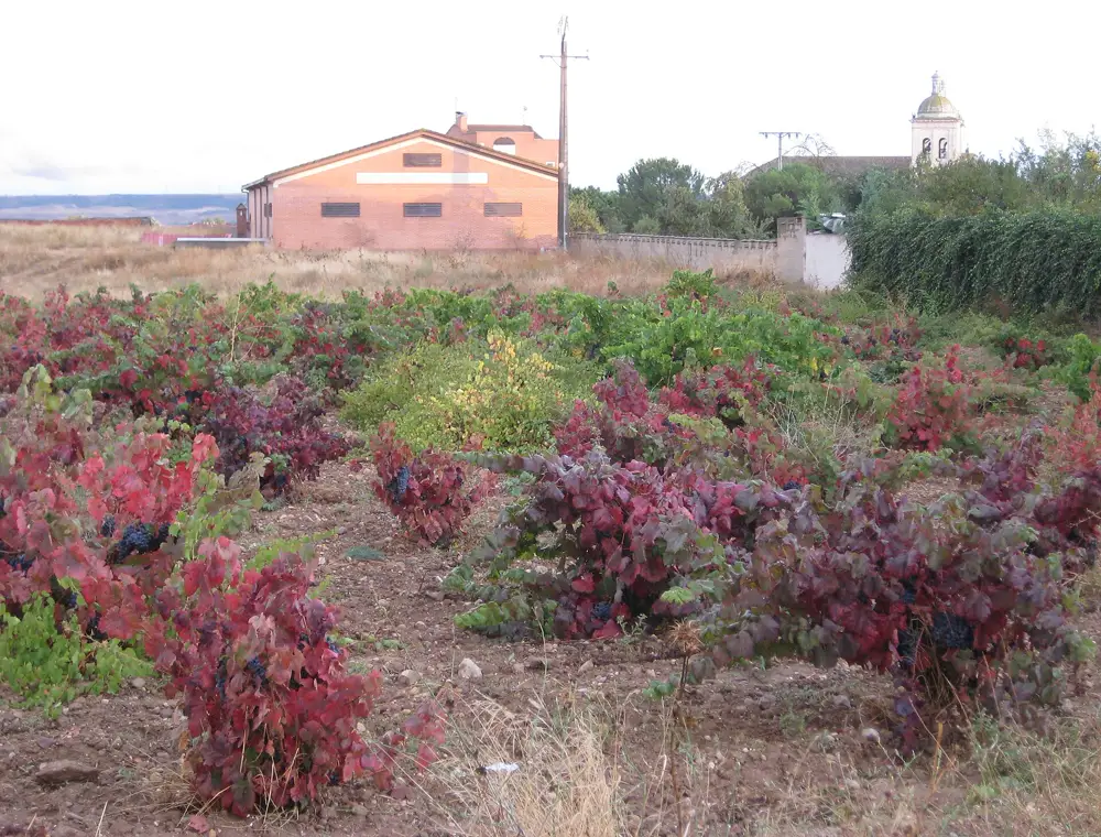 Viñedo en Cigales en otoño