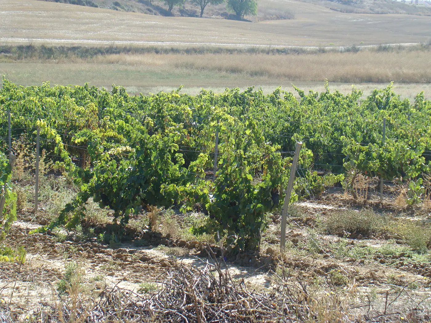 Viñas en vaso junto a la ermita de Viloria, en Cigales
